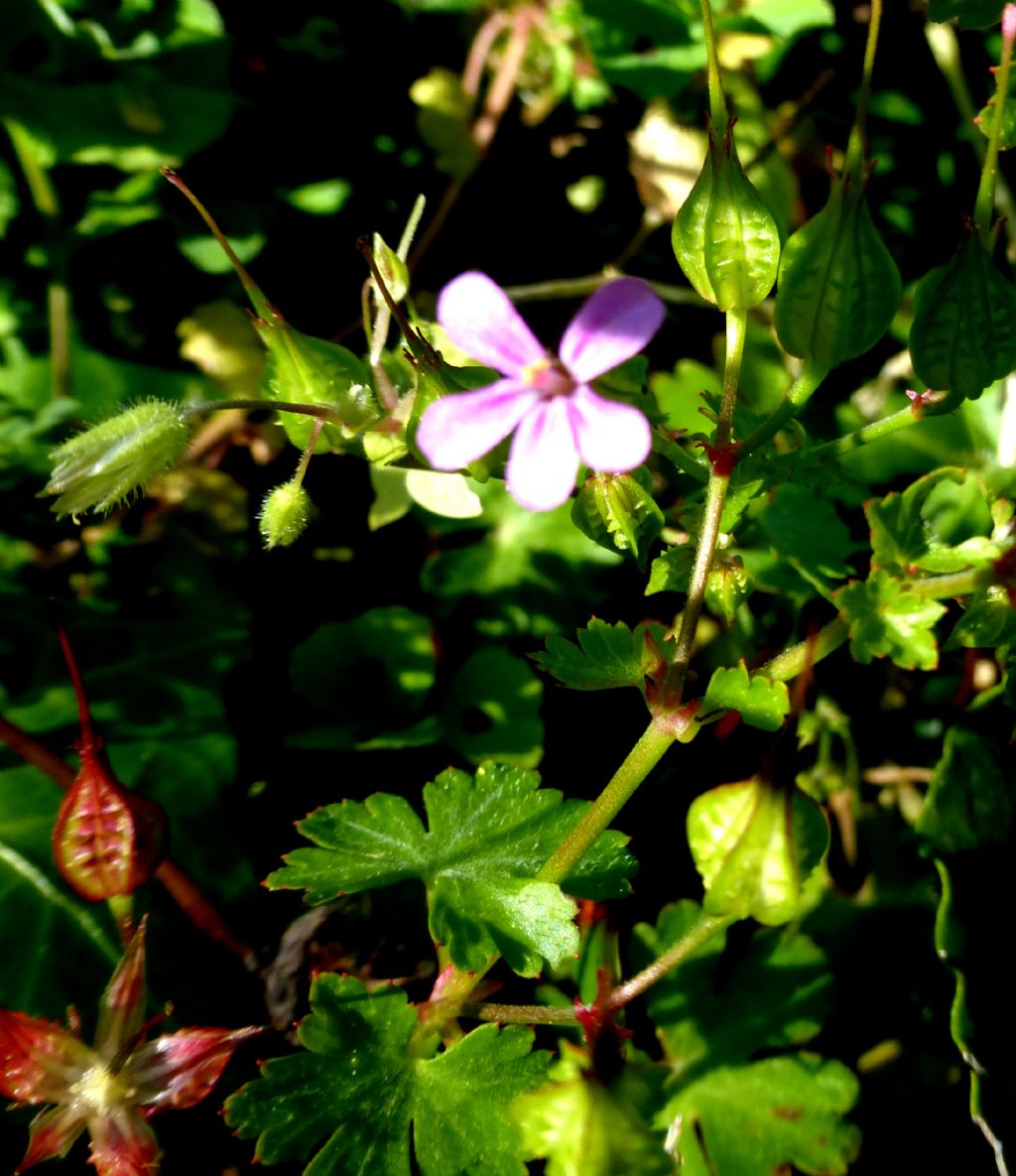 Geranium lucidum (Geraniaceae)